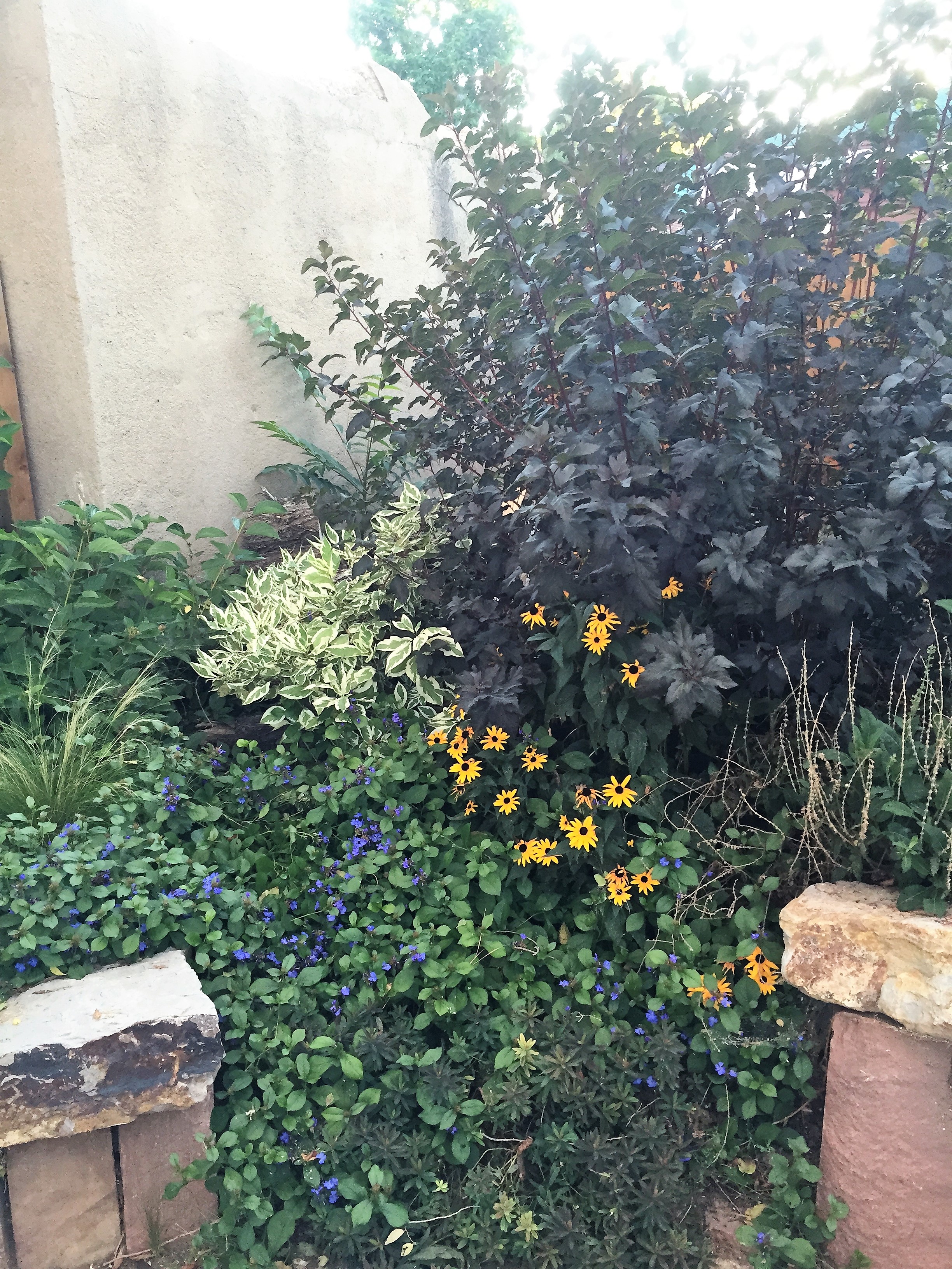 Colorado Native Garden
