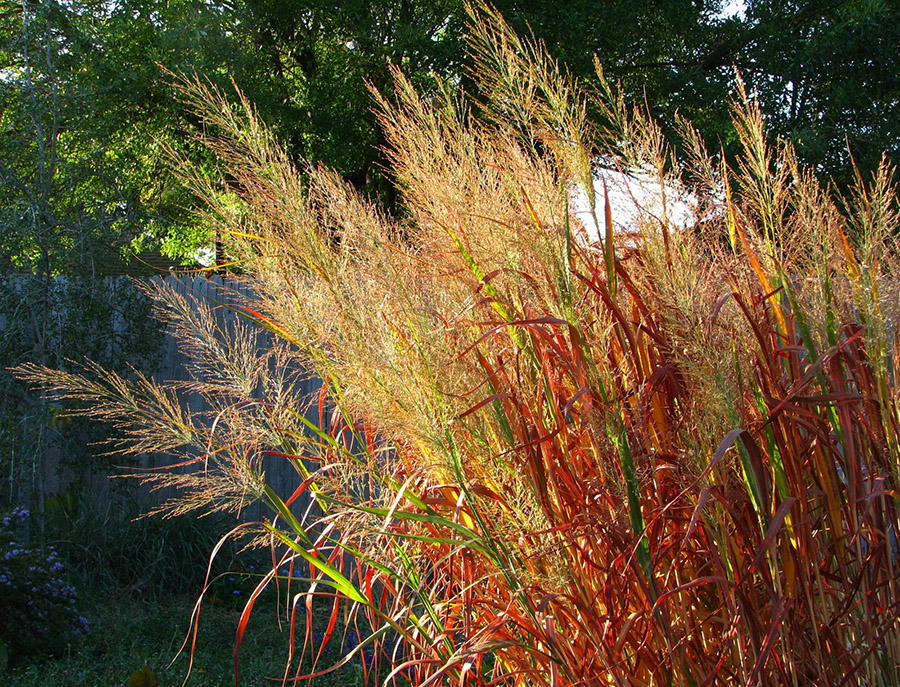 Colorado Native Plants