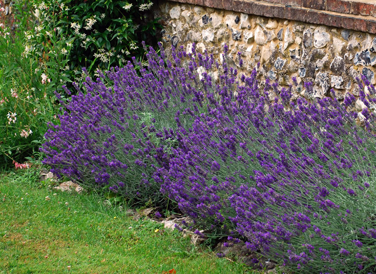 Backyard Lilac Garden