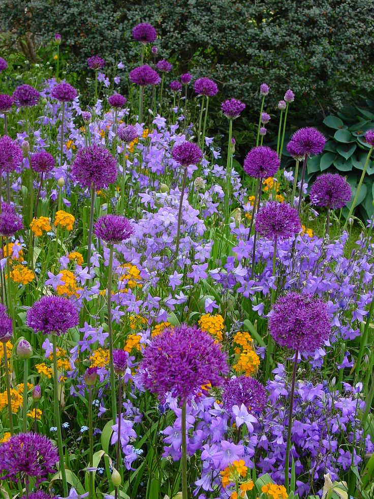 Colorado Wildflowers